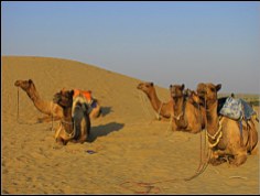 camel dunes