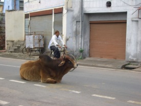 cow-blocking-the-road-everywhere-in-india-and-nepal