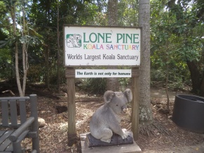 lone pine
